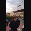 Boy attacked by aggressive seagulls