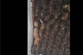 A colony of over 180,000 bees were found in a bedroom ceiling, and relocated by Beekeeper Andrew Card of the Loch Ness Honey Company.