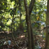 The best home wildlife cameras to photograph birds and garden animals