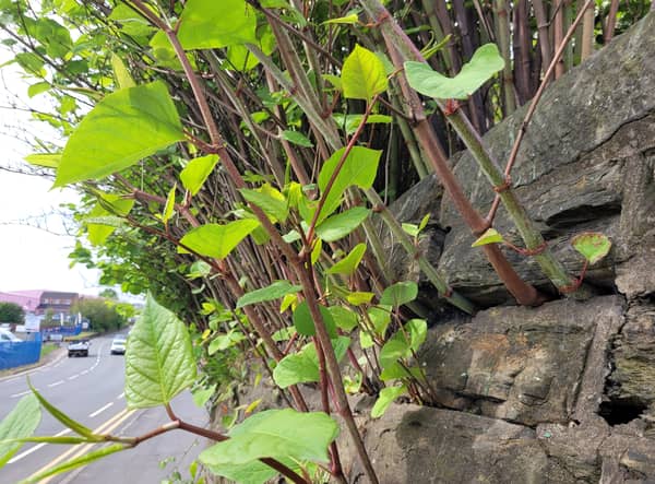 Japanese knotweed growing on a wall