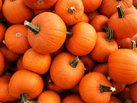 Recently harvested orange pumpkins
