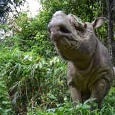 The Sumatran rhino has been battling extinction for nearly a million years, with problems beginning in the last Ice Age. 