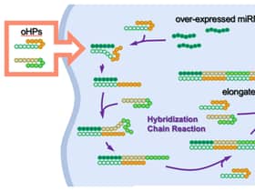 Graphic of oncolytic DNA hairpin pairs (oHPs) being are introduced to the cancer cell. When the oHPs encounter the tumour-causing overexpressed microRNA (miRNA), they unravel to connect with the miRNA and each other to form longer DNA strands. These elongated strands then trigger an immune response, the bodys built-in defence mechanism, which inhibits further tumour growth. 