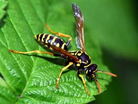 The Natural History Museum has released a list of new animal and plant species found in 2022