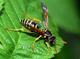The Natural History Museum has released a list of new animal and plant species found in 2022