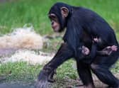 The newborn western chimpanzee, one of the world’s most endangered subspecies of chimpanzee, has already been embraced by his older sister, Chester Zoo revealed