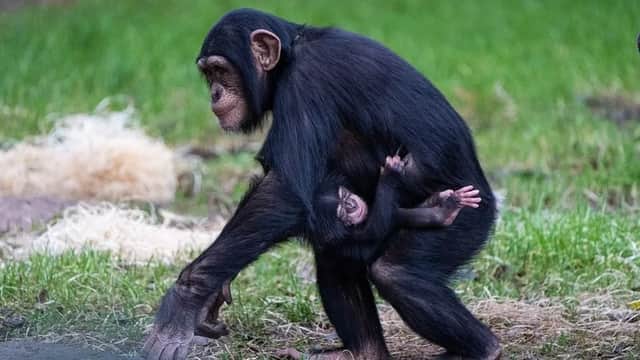 The newborn western chimpanzee, one of the world’s most endangered subspecies of chimpanzee, has already been embraced by his older sister, Chester Zoo revealed