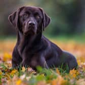 Labradors are one of the most stolen pets in the UK