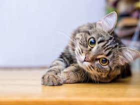 The charity has issued advice to cat owners ahead of the freezing weather