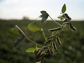 Researchers say the UK should swap to bread made out of legumes.