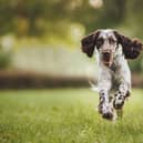 An English Springer Spaniel