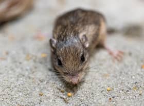 Guinness World Record has named Patrick Stewart as the oldest living mouse in the world.  Picture by San Diego Zoo Wildlife Alliance 