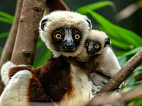 Dancing lemur: Chester Zoo breeds critically endangered Coquerel’s sifaka for the first time in Europe