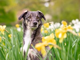 Here’s 10 spring blooms that could be toxic to your pets