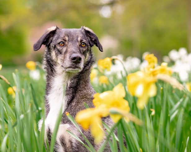 Here’s 10 spring blooms that could be toxic to your pets