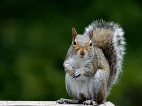 The grey squirrel 