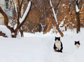 RSPCA has issued advice to pet owners on how to keep animals safe in the cold weather.