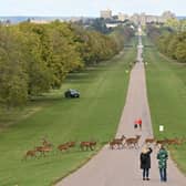 King Charles III is making some major changes to make Windsor Castle more environmentally friendly.