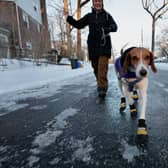 UK weather: Is it too cold to take your dog for a walk - expert advice on when it’s dangerous to exercise dog 