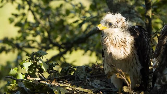 Honey buzzard