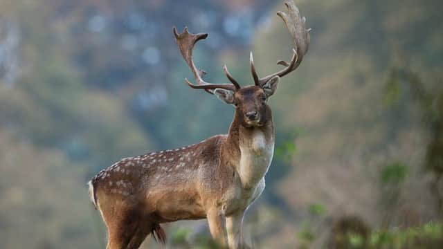 Roe deer