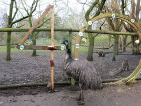 Ollie the emu turned 40 on Monday March 20, making him one of the oldest of his kind.
