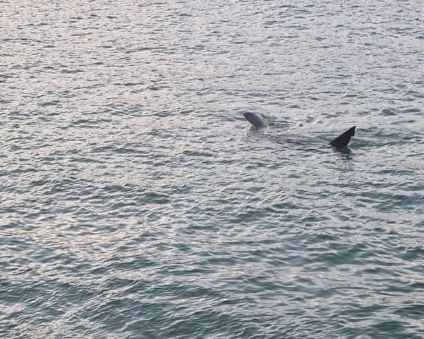 Huge shark spotted off coast of St Ives in Cornwall: Footage captures basking shark ‘longer than some boats’