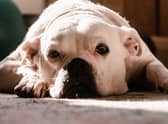  American Bulldogs have been found to be the most stolen breed in the UK in 2022