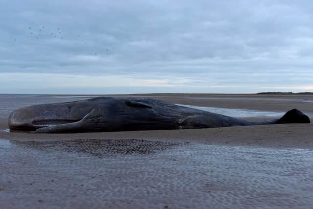 A marine life charity received calls about a stranded sperm whale (not pictured) on a beach at Cleethorpes at around noon on Good Friday.