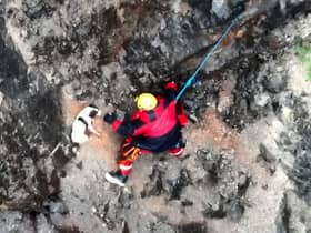Video from Avon and Somerset Drone Team shows stranded dog's tail wagging with joy as fire crews abseil down to recuse him from a cliff face