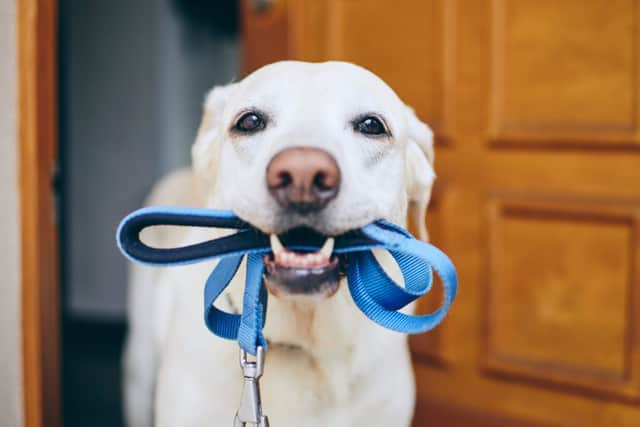 It's natural for dogs to get excited about going for a walk (photo: Adobe)