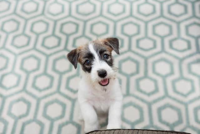 There are many things to consider when buying a new puppy (photo: adobe)
