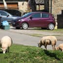 Residents claim the sheep are invading their properties