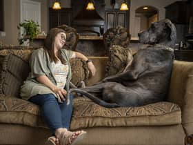Zeus - Tallest Dog Living
Guinness World Records 2022 (photo: shadai perez)