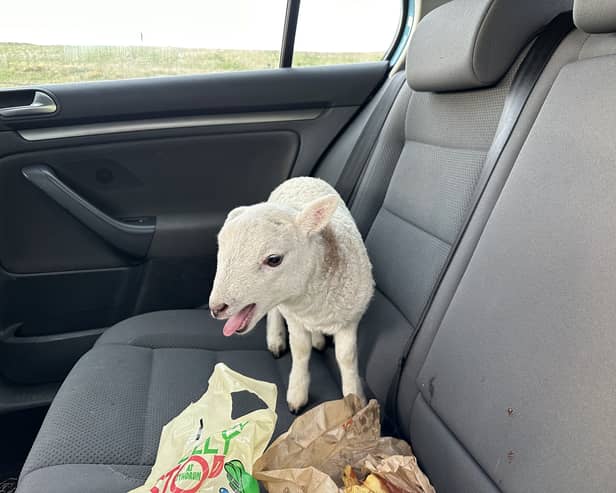 Lamb found in car next to £10,000 of heroin & cocaine and a bag of chips 