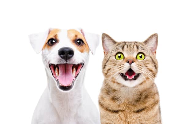 Keeping pets eco-friendly (photo: sonsedskaya - stock.adobe.com)