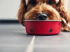  Raw pheasant pet food has been discovered to have "very high" quantities of lead from shotgun pellets, posing a health danger to dogs. 