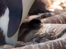 Rare penguin chick hatched at Edinburgh Zoo