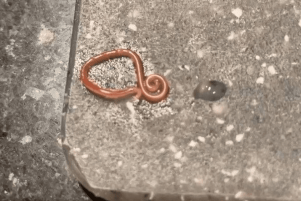 A woman who was cooking for friends has been left ‘sick to her stomach’ after live worms crawled out of her monkfish 