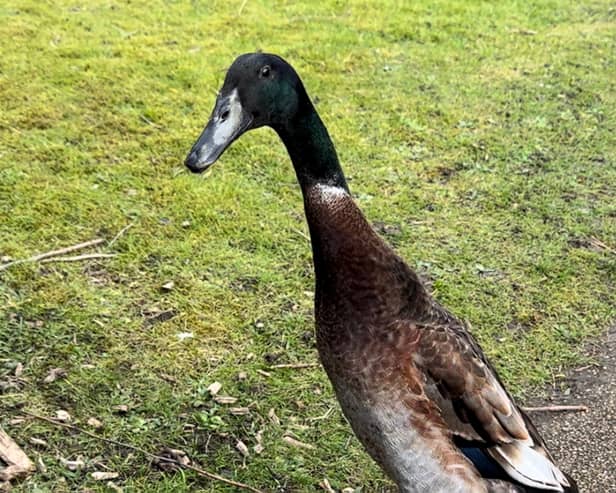Long Boi has been pronounced dead after having been missing from University of York campus since mid-March.
