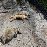 The deaths of two foxes, four rabbits and a badger all found dead in a lay-by with dog attack-like wounds could have been caused by illegal hunting. (RSPCA/SWNS)