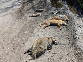 The deaths of two foxes, four rabbits and a badger all found dead in a lay-by with dog attack-like wounds could have been caused by illegal hunting. (RSPCA/SWNS)