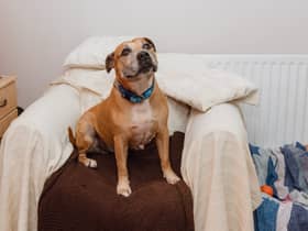 Duke is looking for a forever home - can you offer him a loving place?