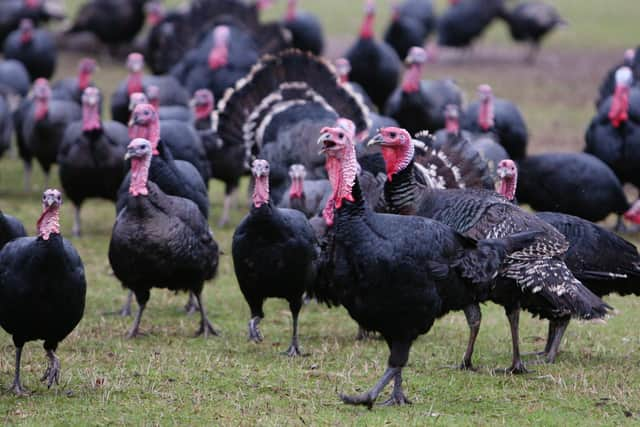 Two poultry workers in England have tested positive for bird flu, although there are no signs of human-to-human transmission, the UK Health and Security Agency (UKHSA) has said.