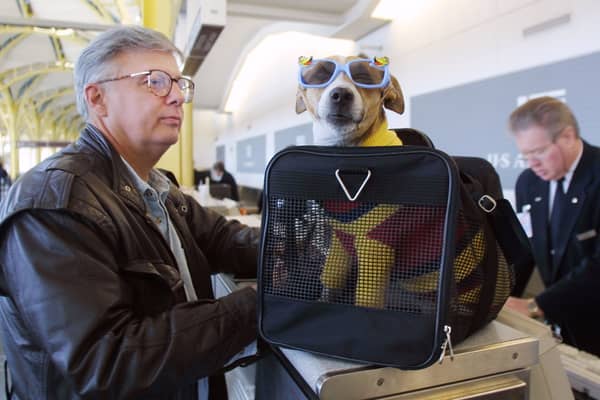 This UK airline offers first-class flights for pampered pets - but for how much? 