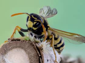 Pest controllers issue warning as Britain’s wasp population set to soar this summer