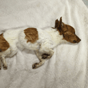 RSPCA has launched an appeal to find the owner of a dog that was found in an emaciated condition on wasteland and later died.