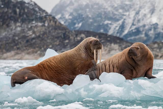 Will you become a walrus detective? (Photo: Shutterstock)