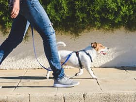 A dog must wear a collar with its owner’s name and address on it (Photo: Shutterstock)