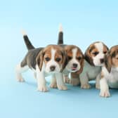 Vet issues urgent warning to dog owners